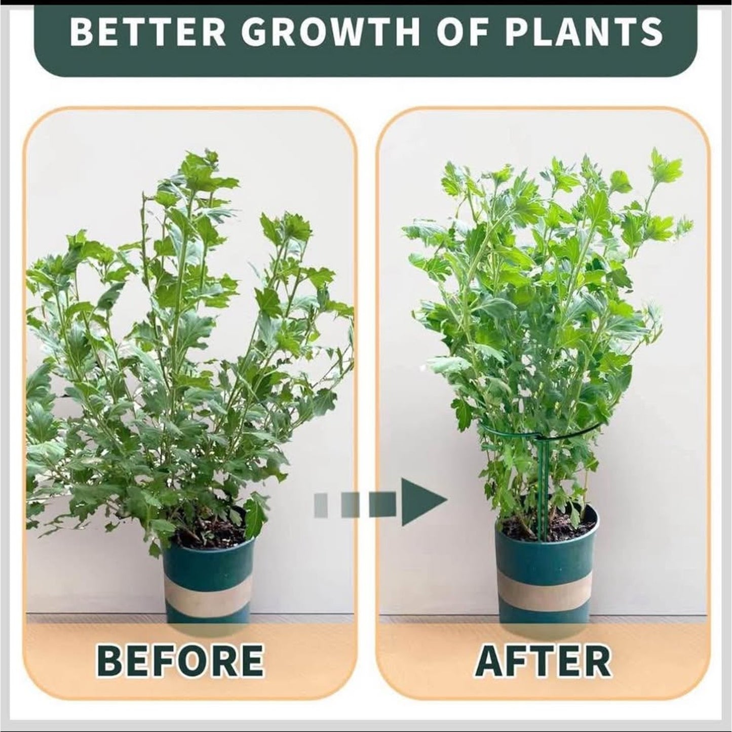 TCBWFY 20 Pack Plant Supports Stakes for Large Heavy Plants, 16"Hx10"D Peony Supports,Heavy Duty 4mm