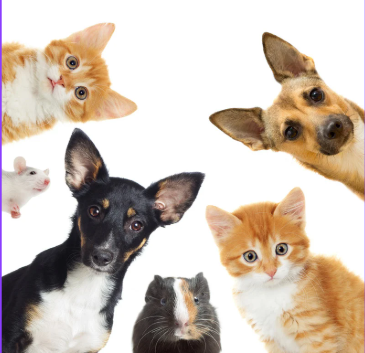 Pet Supplies