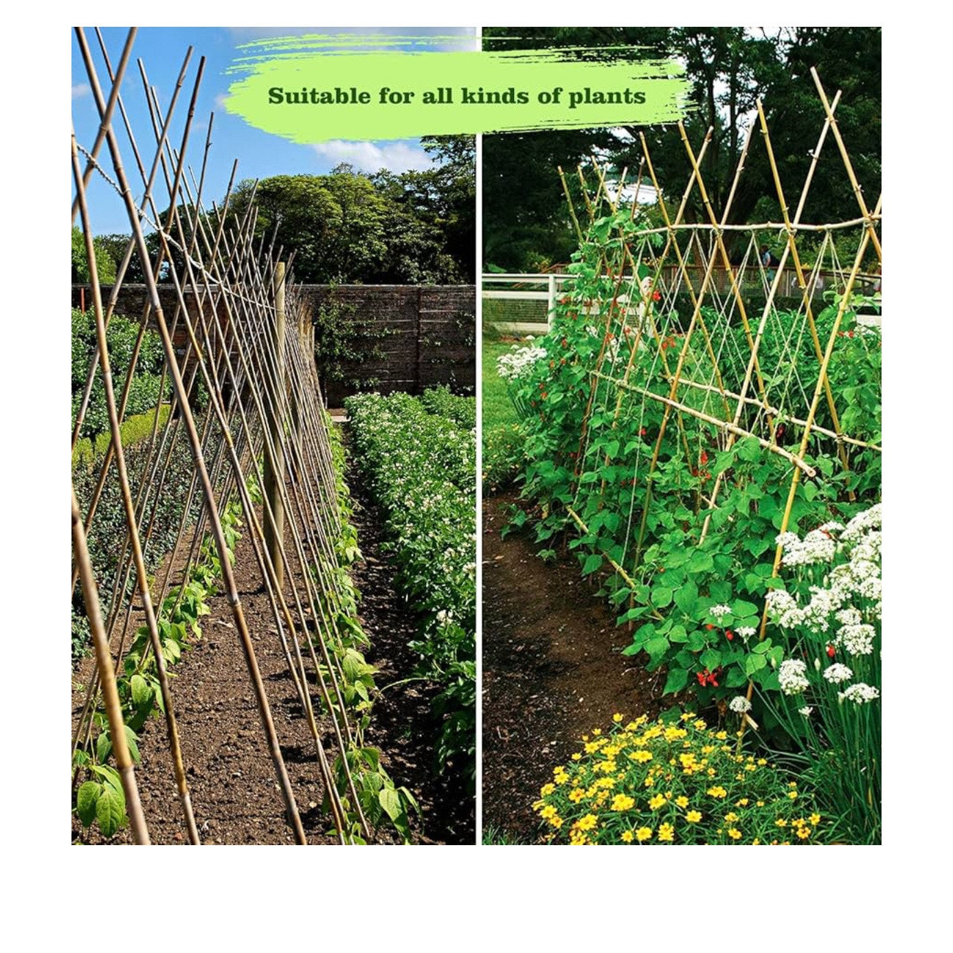 10pcs 1" D Thicker Heavy Duty Bamboo Stakes, 8FT Plant Stakes