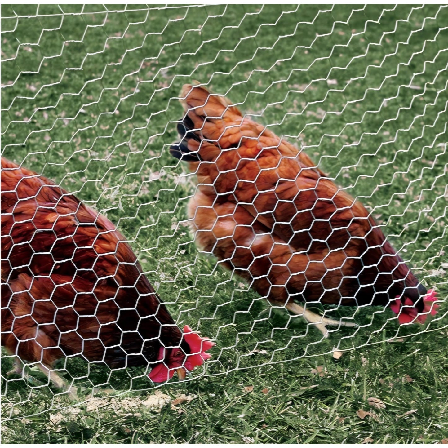 2 Inch Poultry Netting, Chicken Wire Fence, 20 Gauge Galvanized Steel, Rabbit Fencing