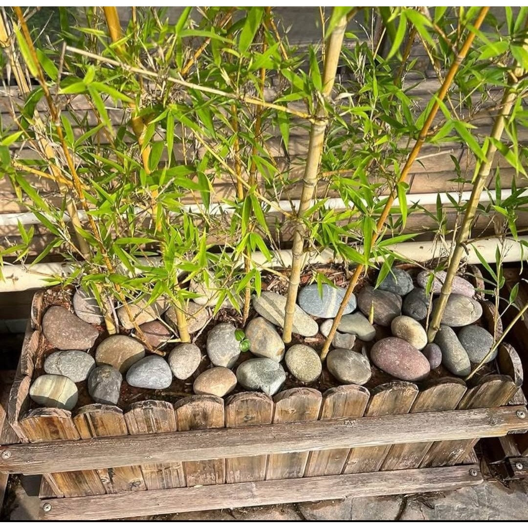 Garden Rocks Pebbles, 2-3 Inch Decorative Large River Rocks for Landscaping, Painting, Aquarium,